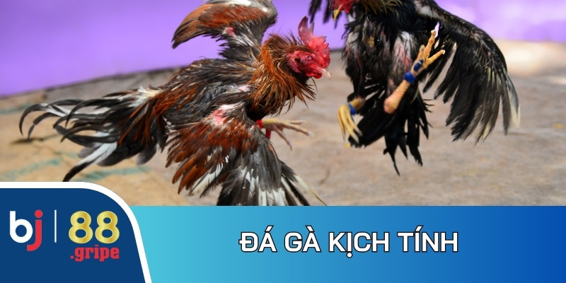 Về Chúng Tôi BJ88 – Nhà Cái Casino, Đá Gà Uy Tín 2026 4 Bộ môn đá gà trực tiếp tạo tỷ lệ thưởng cạnh tranh, minh bạch