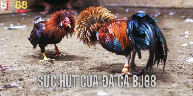 Kèo cược hấp dẫn mang tới sự kịch tính khó cưỡng
